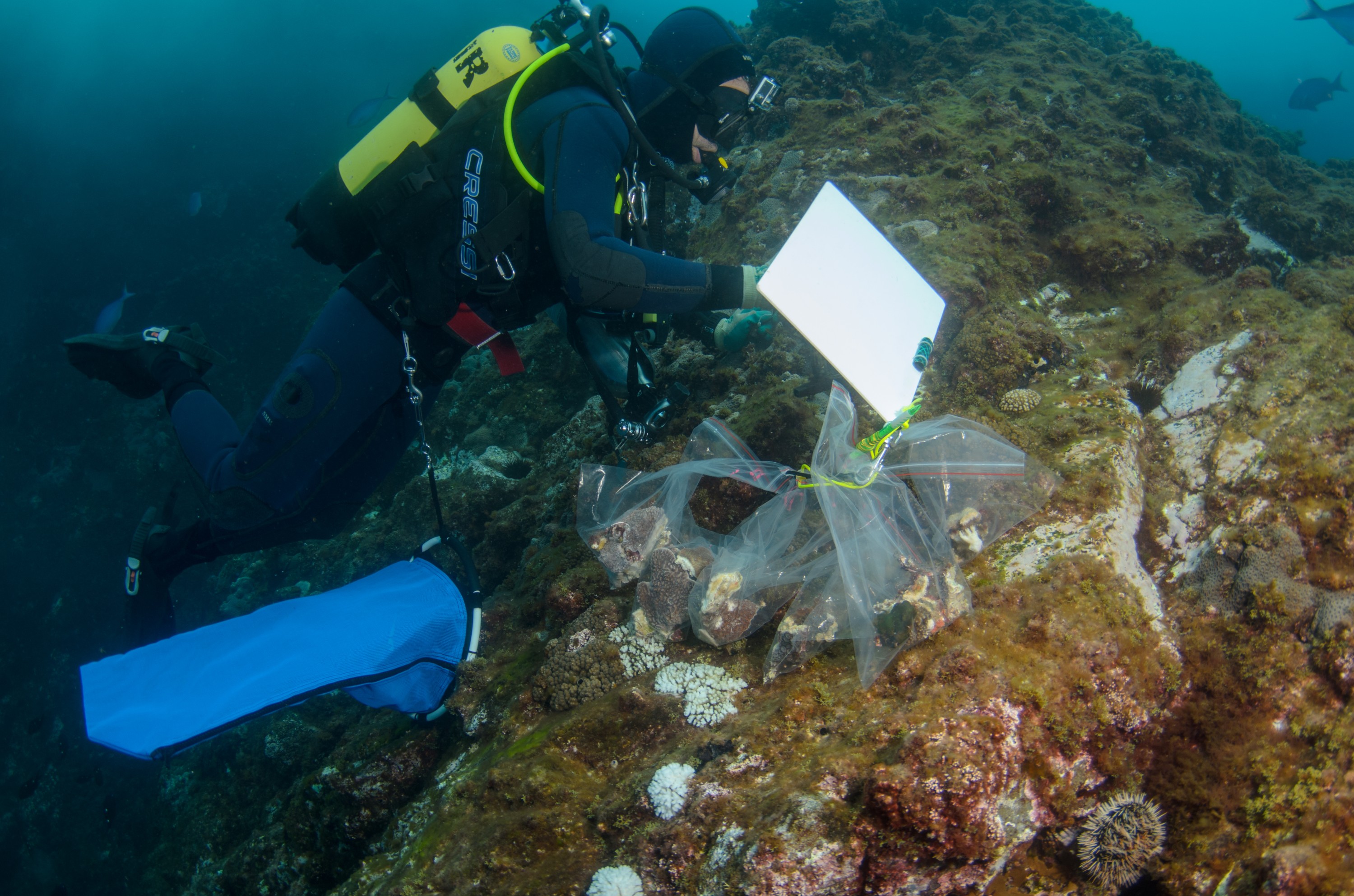 DSC_0846 – 2016, Kermadec, NIWA, New, October 16, RV, Zealand, crispin, expedition, kermadecs, marine, nz, ocean, reserve, sanctuary, seacology, seacologynz, tangaroa